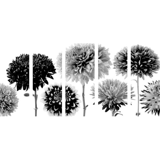 5-dielny obraz čiernobiele kvety dálie