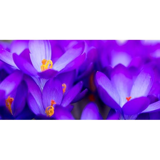 Obraz dýchberúci purpurový šafrán