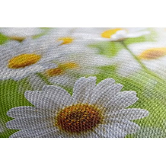 Obraz prekrásne sedmokrásky