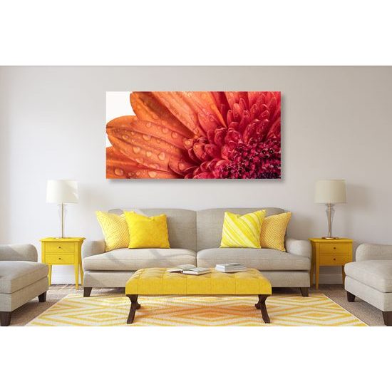 Obraz ranná rosa na nádhernej gerbere