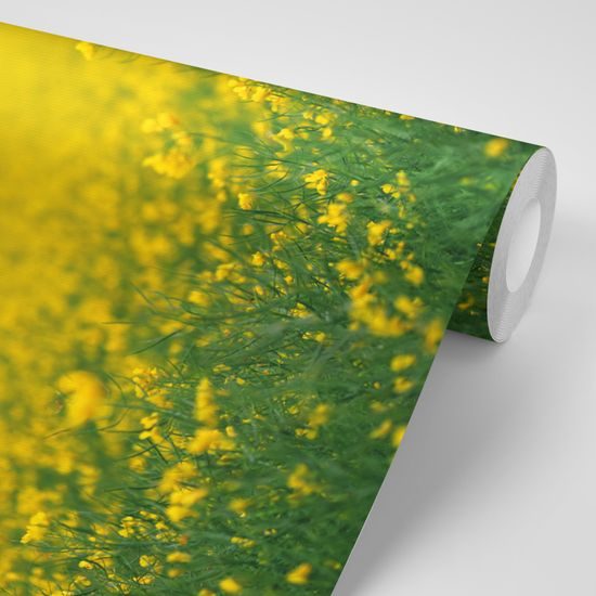 Samolepiaca fototapeta repkové pole