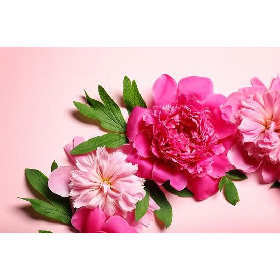Fototapeta ružové kvety pivónie