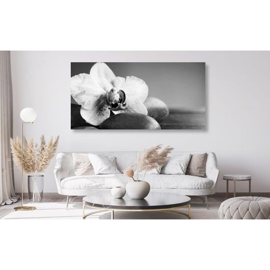 Obraz zaujímavo sfarbená orchidea v čiernobielom prevedení