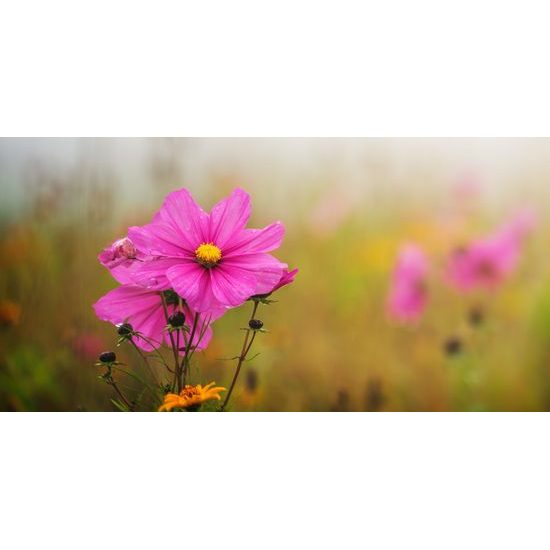 Obraz kvitnúce lúčne kvety