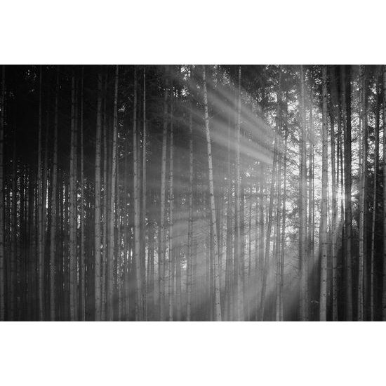Nádherná čiernobiela fototapeta lúče slnka medzi stromami