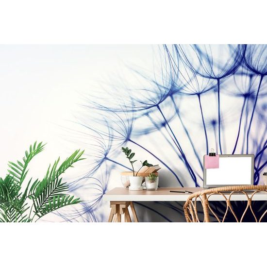 Fototapeta jedinečný detail púpavy