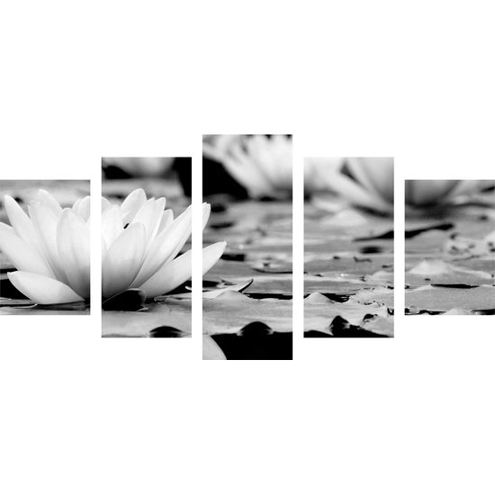 5-dielny obraz nádherné lekno v čiernobielom prevedení