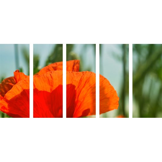 5-dielny obraz nádherný mak