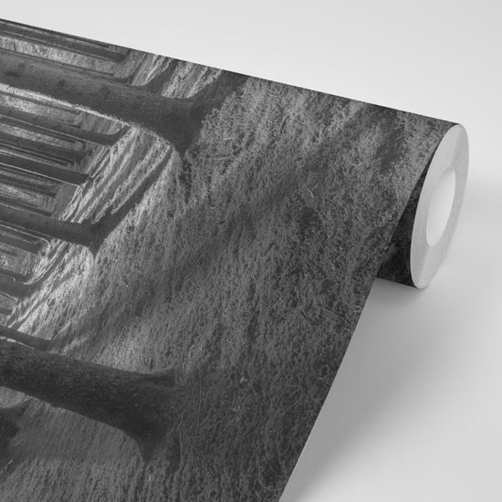 Samolepiaca fototapeta čiernobiele kúzlo ranného lesa