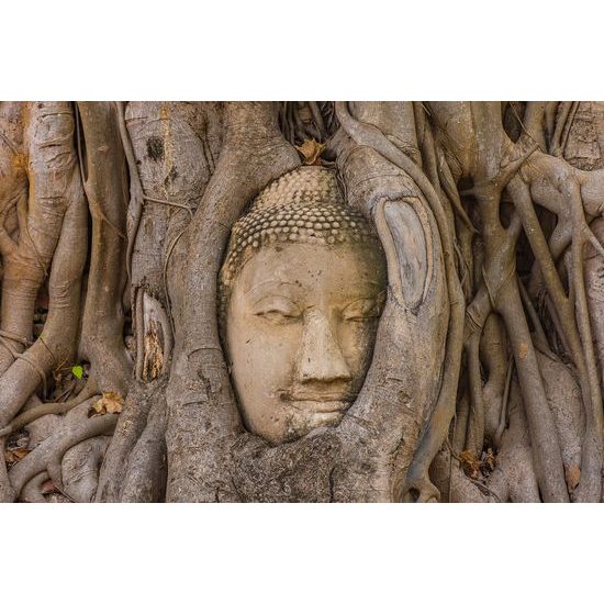 Fototapeta Budha v koreňoch figovníka