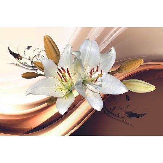 Tapeta krásna biela ľalia na bielom pozadí