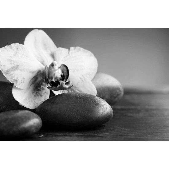 Obraz zaujímavo sfarbená orchidea a Zen kamene v čiernobielom prevedení