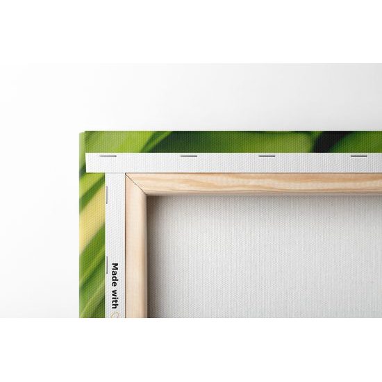Obraz nerozkvitnuté tulipány