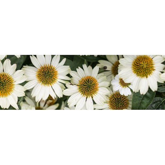 Obraz kvety liečivého harmančeka