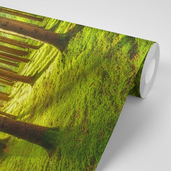 Samolepiaca fototapeta kúzlo ranného lesa