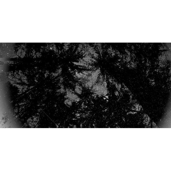 Obraz abstrakcia tropického lesa v čiernobielom prevedení