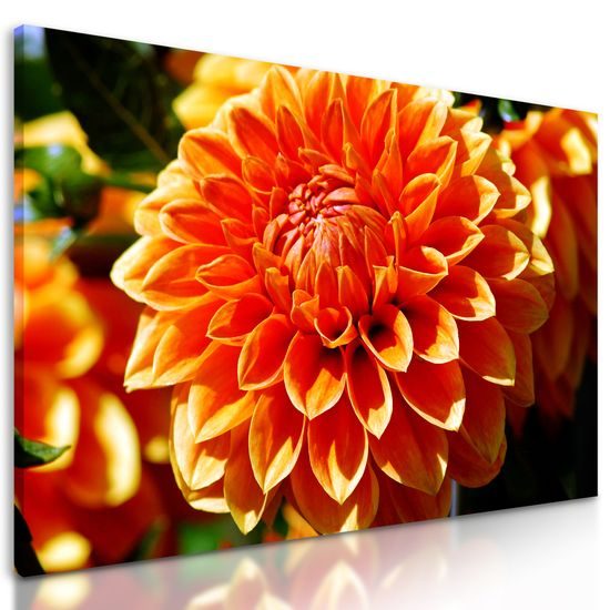 Obraz oranžová dychberúca dália