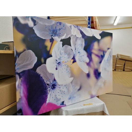 Obraz nádherné kvety čerešne