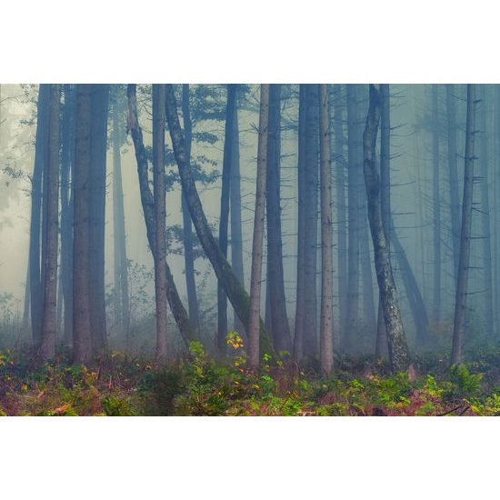 Fototapeta mysteriózny les