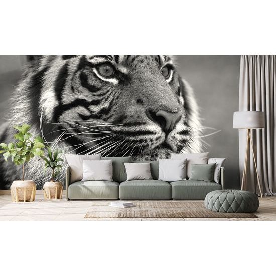 Samolepiaca fototapeta sústredený pohľad tigra v čiernobielom prevedení