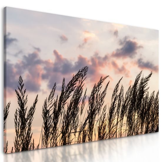 Obraz steblá poľnej trávy s nádherným pozadím
