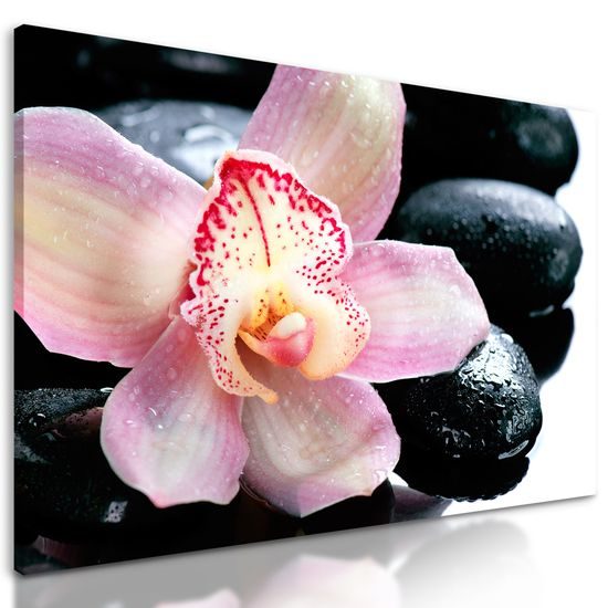 Obraz ružový kvet orchidei