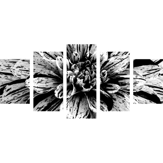 5-dielny obraz ohromná dália v čiernobielom prevedení