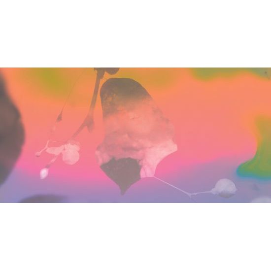 Obraz nádherný list v krásnych farbách