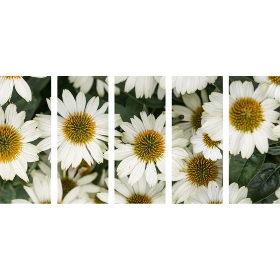 5-dielny obraz uzdravujúci harmanček