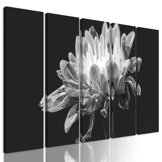 5-dielny obraz zaujímavá sedmokráska v čiernobielom prevedení