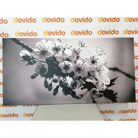 Obraz rozkvitnutá čerenšňa v čiernobielom prevedení