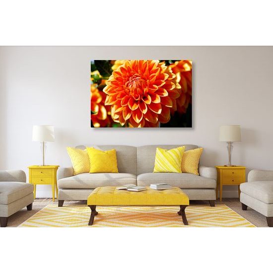Obraz oranžová dychberúca dália