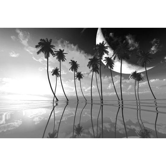 Tapeta čiernobiele exotické palmy pri zapadajúcom slnku