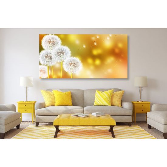 Obraz nadýchané klobúčiky púpavy