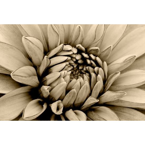 Obraz perfektný detail na kvet dálie v sépiovom prevedení