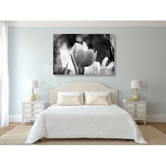 Obraz divý tulipán vo vintage štýle v čiernobielom prevedení