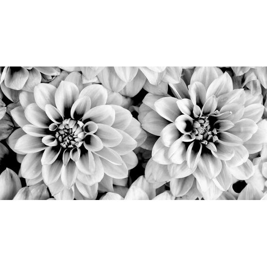 Obraz jemné rozkvitnuté dálie v čiernobielom prevedení
