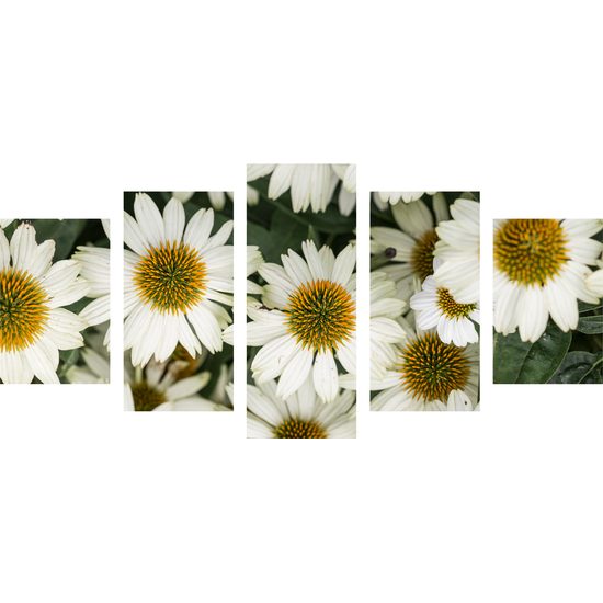 5-dielny obraz liečivý rumanček