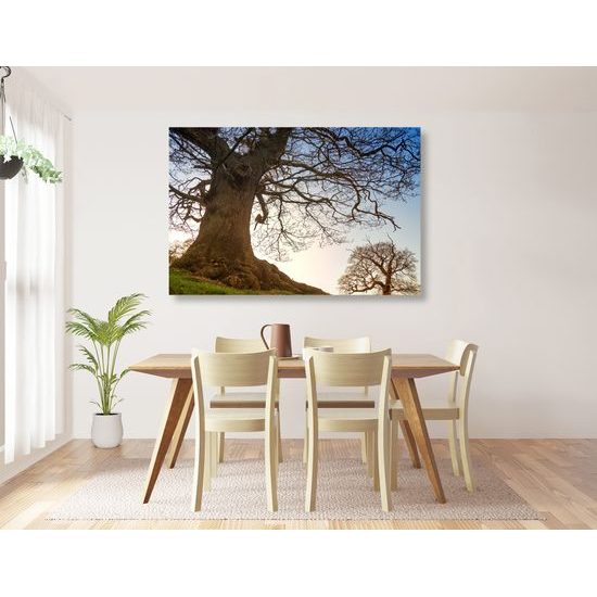 Obraz stromy pod nádhernou oblohou