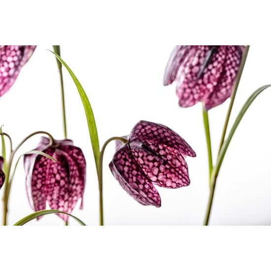 Fototapeta šachovnicový kvet sfarbený do fialova