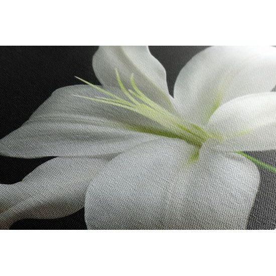 Obraz dýchberúca biela ľalia