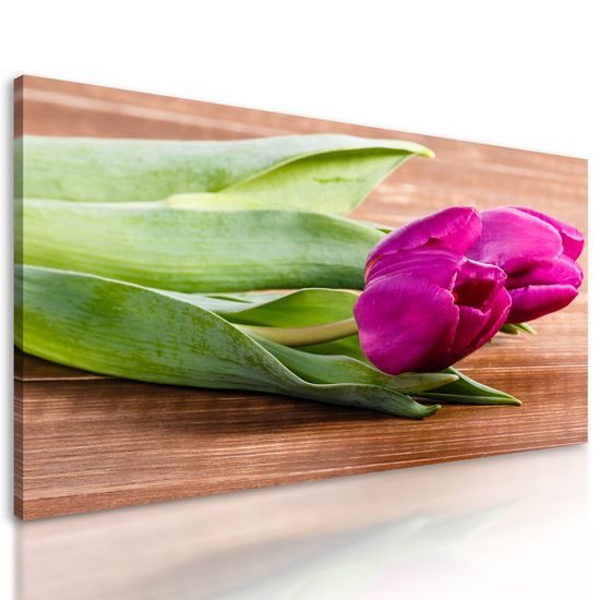 Obraz nádherné fialové tulipány