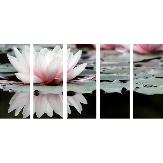 5-dielny obraz nádherné lekno