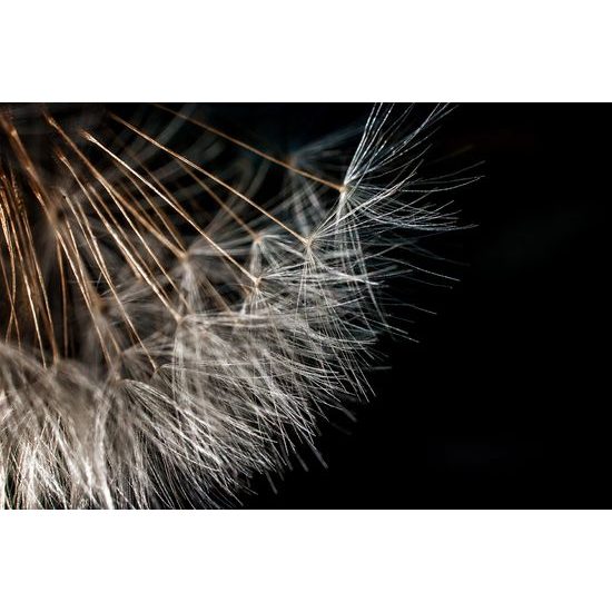 Samolepiaca tapeta detail semienok púpavy