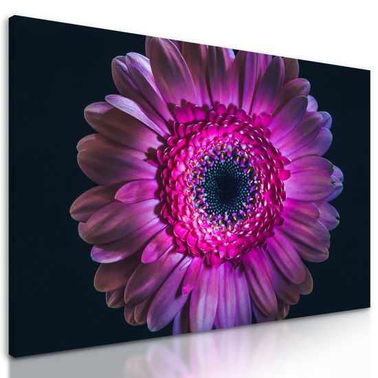 Obraz detail gerbery