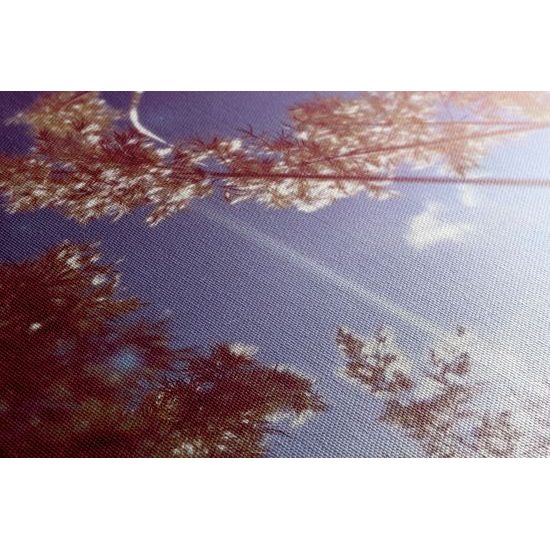 Obraz steblá trávy v lúčoch slnka