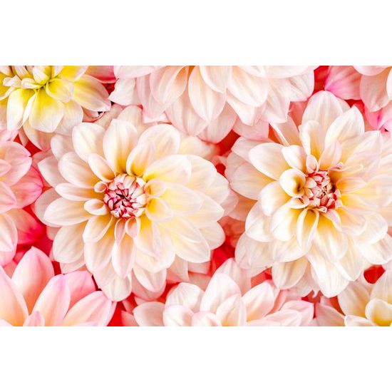 Obraz rozkvitnuté dálie v teplých farbách