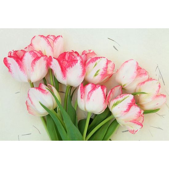 Jedinečná fototapeta romantické tulipány