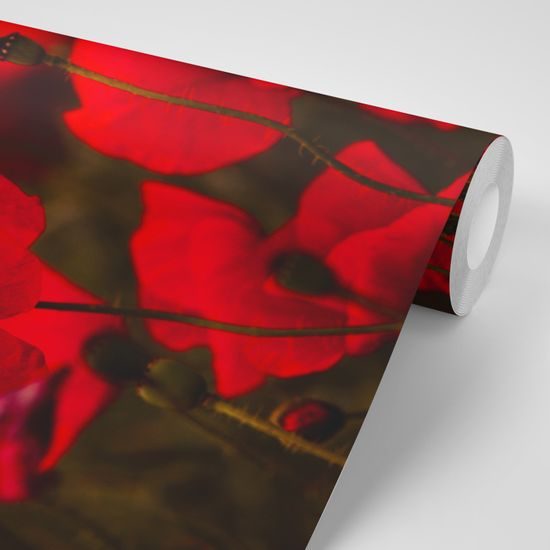 Nádherná samolepiaca fototapeta v objatí vlčích makov