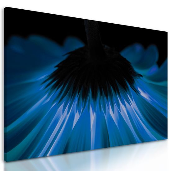 Obraz tajuplná modrá gerbera